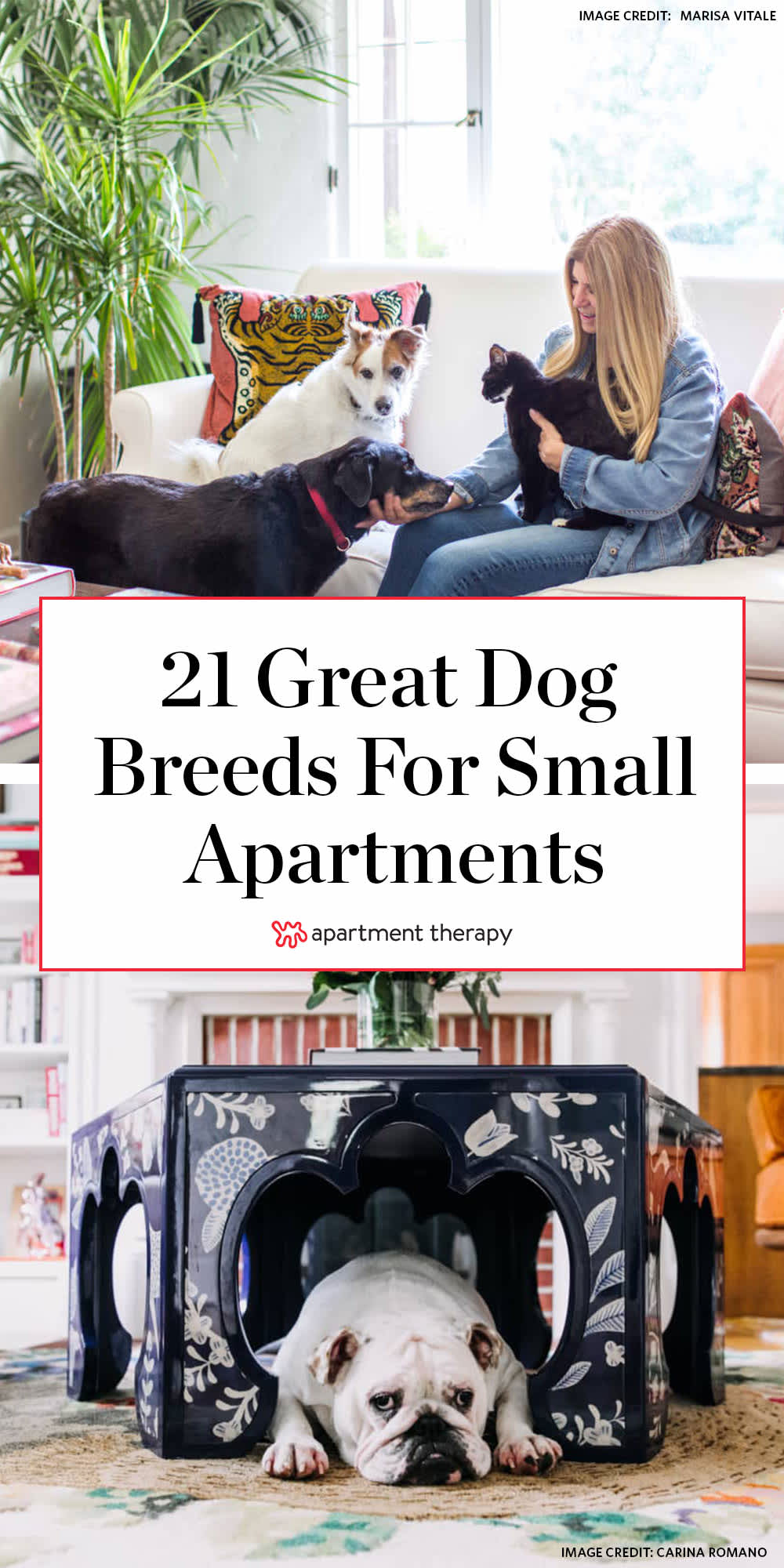 Best first sale dog apartment